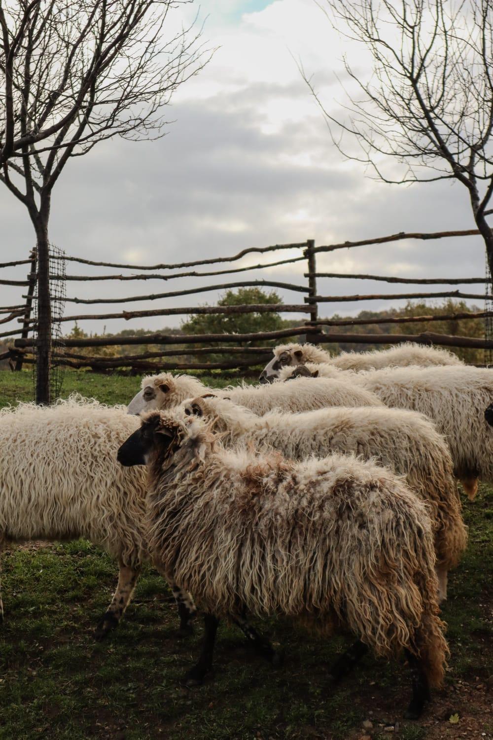 Chez Marthe, Organic Farm Knin